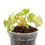 Miniaturbild: Begonia Rouge Variegata