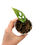Thumbnail: Monstera Obliqua Peru / Peruvian (Young Plant)