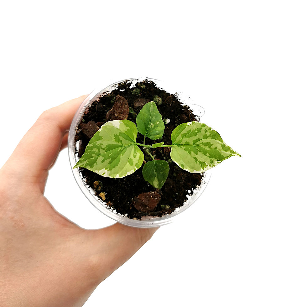 Thumbnail: Telosma Minor Variegata (Young Plant)