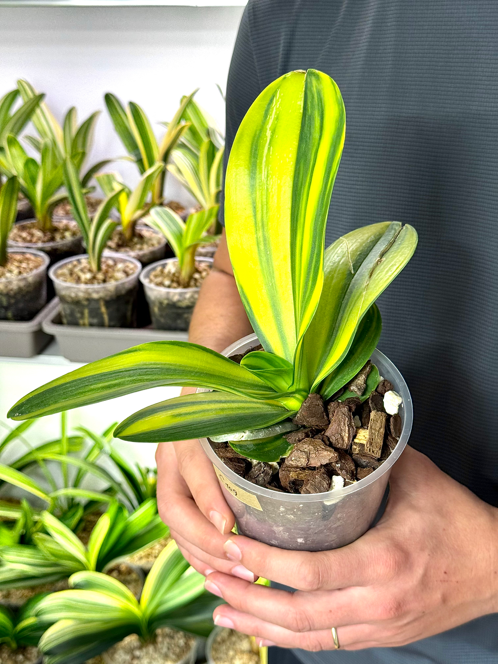 Miniaturbild: Phalaenopsis Variegata | Variegated Schmetterlingsorchidee