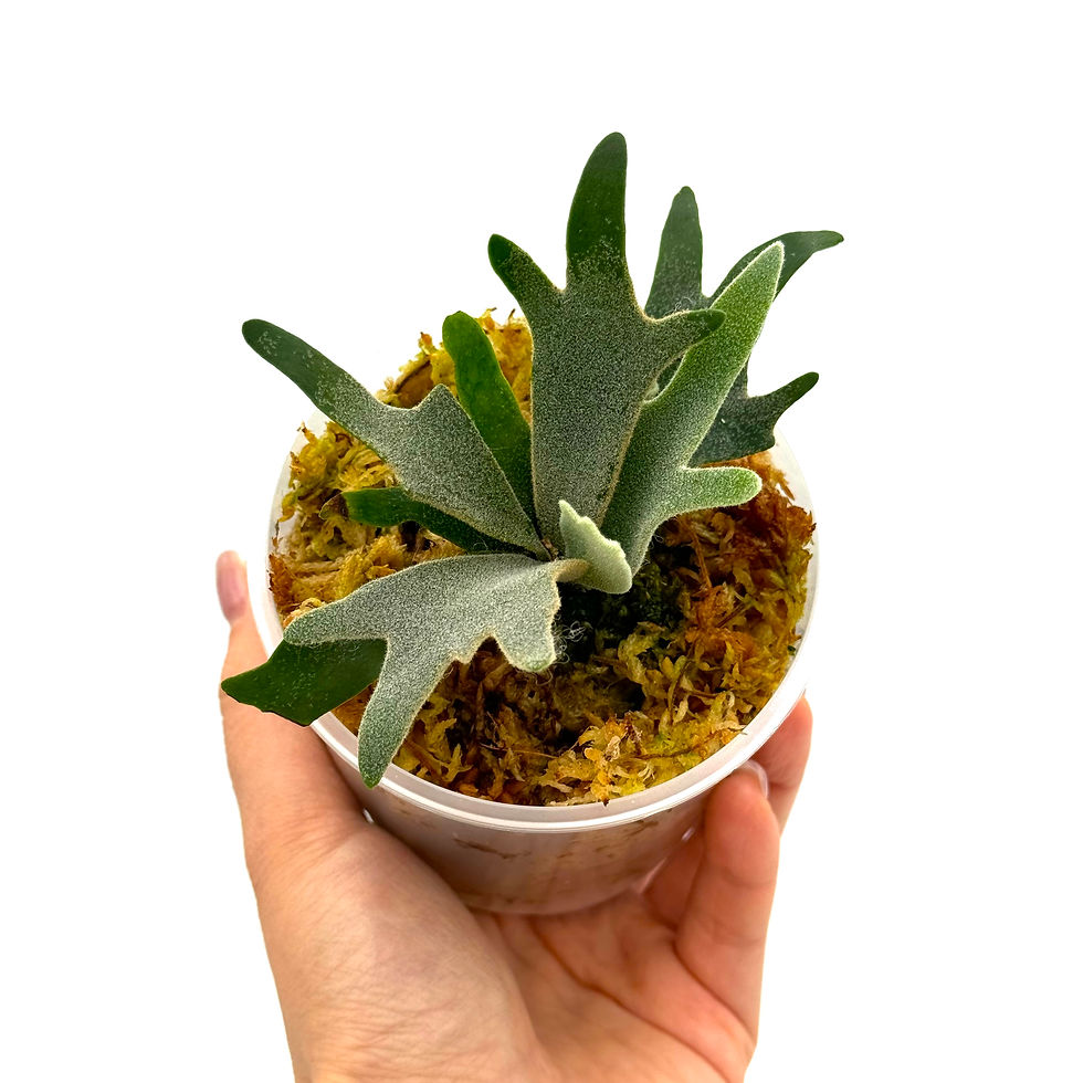 Miniaturbild: Hirschhornfarn Platycerium Willinckii Bacteria Sporeling