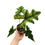Miniaturbild: Alocasia Jacklyn Aurea Variegata