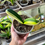 Thumbnail: Clivia Miniata Variegata (Orange-Red Flowers)