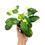 Thumbnail: Philodendron Burle Marx Variegata (Young Plant)
