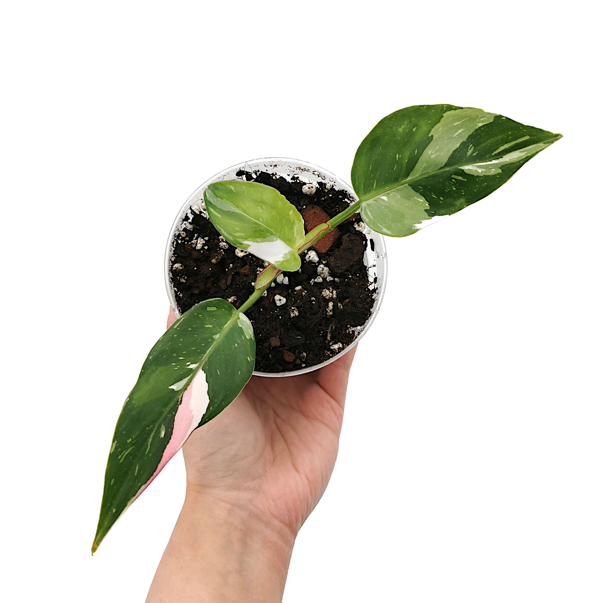 Philodendron White Princess (Young Plant)