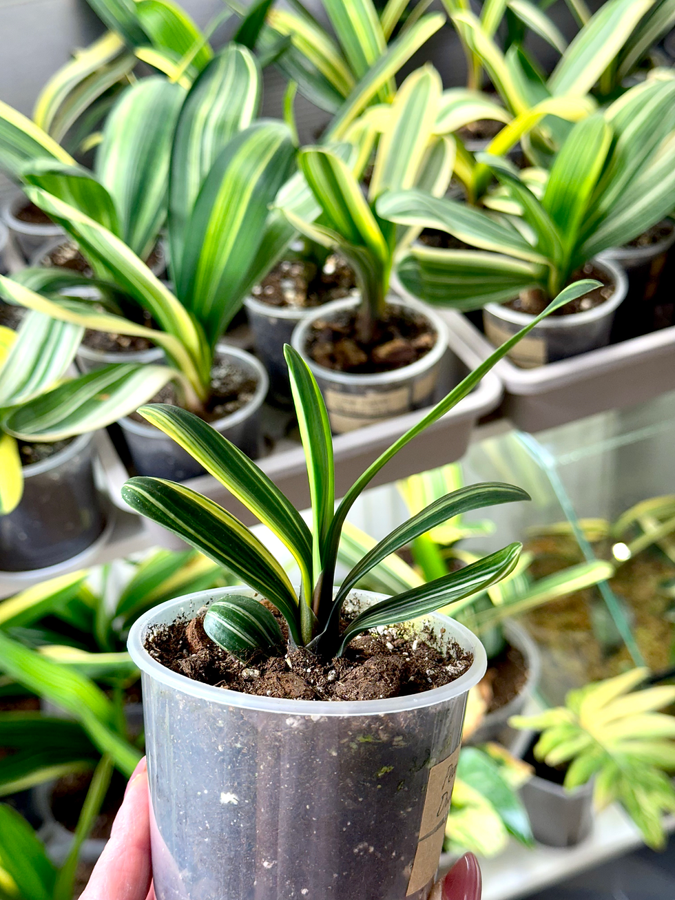 Miniaturbild: Clivia Miniata 'Pearl' Variegata | Zwergform