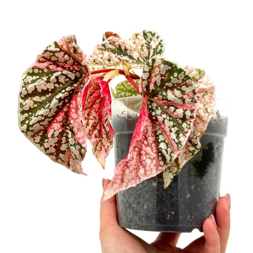 Begonia Snow Capped / Snowcap Variegata | Kern Plants
