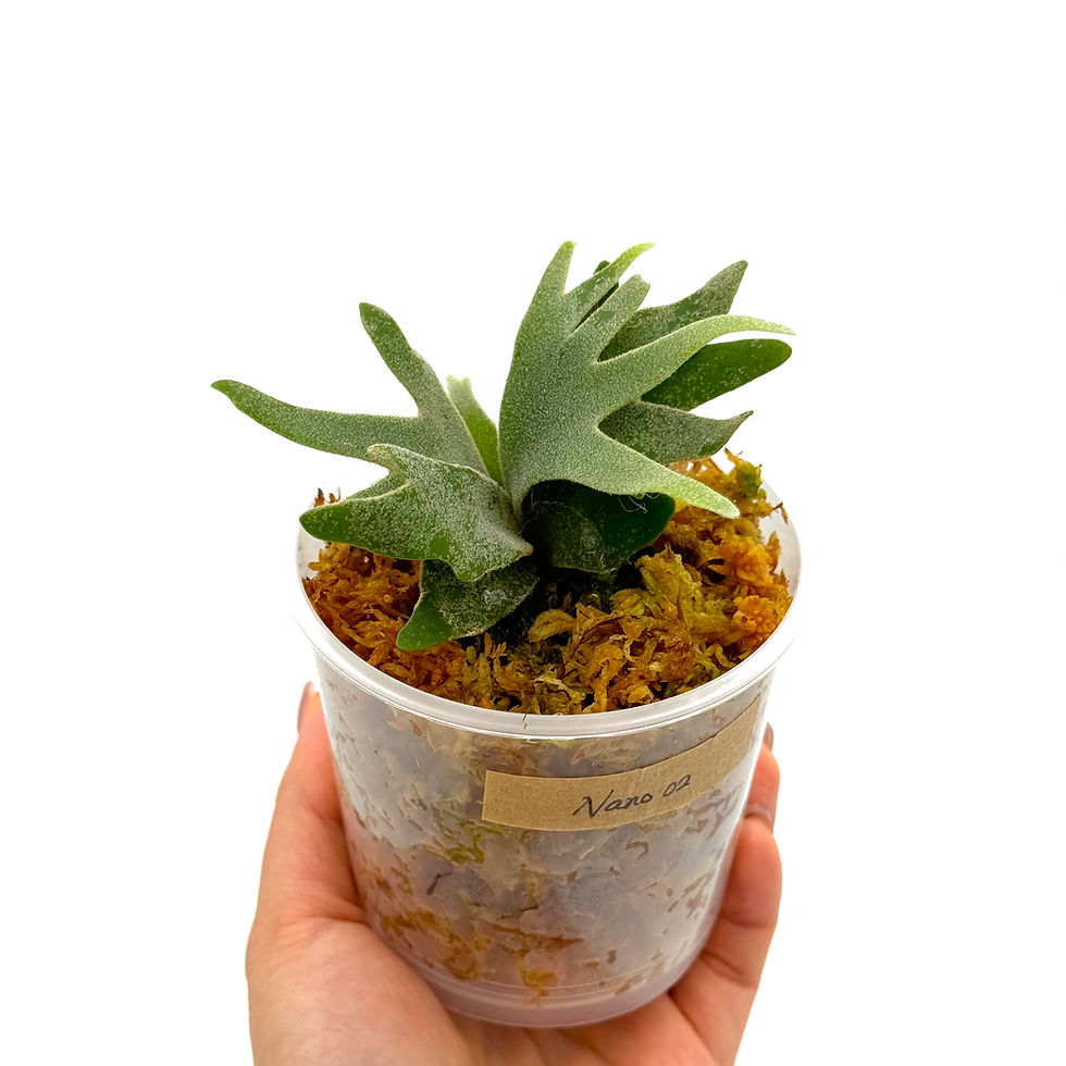 Miniaturbild: Hirschhornfarn Platycerium Willinckii Nano Sporeling