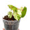 Miniaturbild: Begonia Rouge Variegata