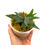Miniaturbild: Hirschhornfarn Platycerium Willinckii Bacteria Sporeling