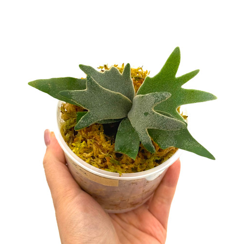 Staghorn Fern Platycerium Willinckii Bacteria Sporeling