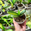 Thumbnail: Clivia Miniata Variegata 'Pearl' | Dwarf Form