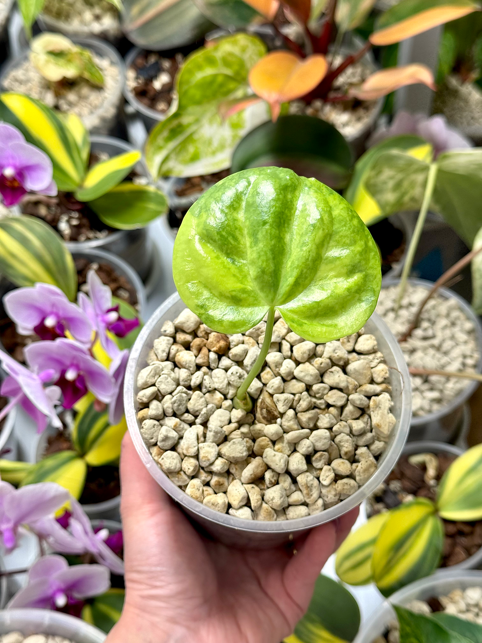 Miniaturbild: Anthurium Pedatoradiatum Variegata