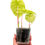 Miniaturbild: Alocasia Pink Dragon Variegata (3 in 1)