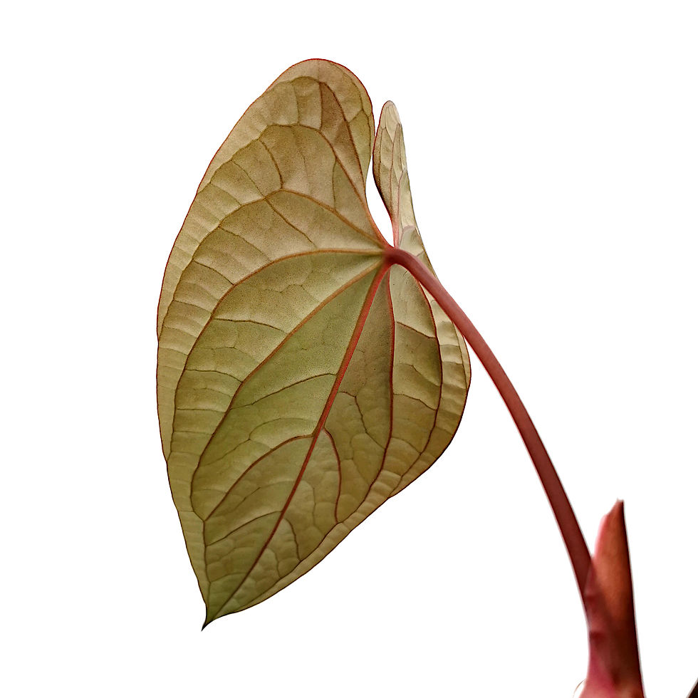 Thumbnail: Anthurium Luxurians Hybird (L)