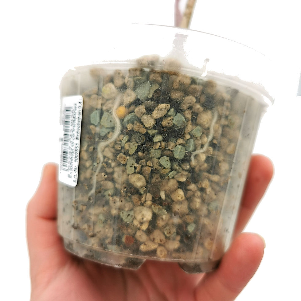 Thumbnail: Amorphophallus