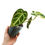 Miniaturbild: Anthurium Crystallinum Variegata