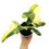 Miniaturbild: Philodendron Bipennifolium Variegata