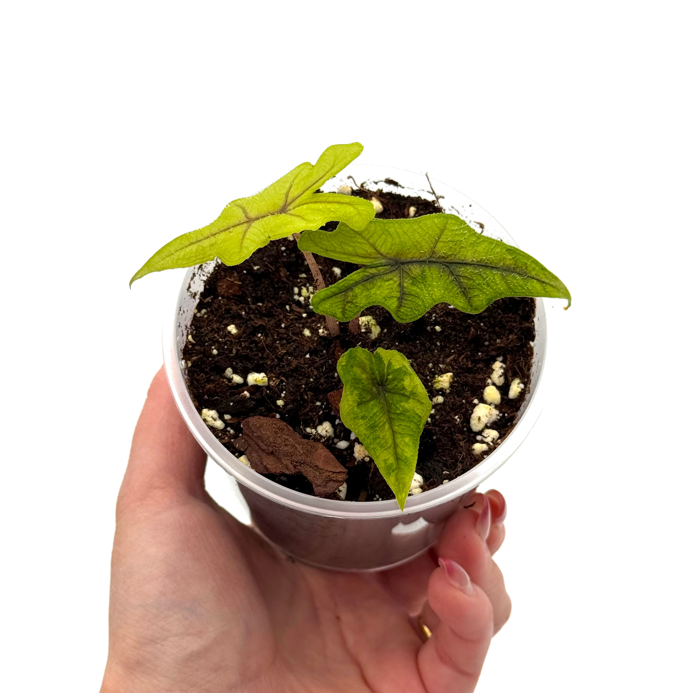 Alocasia Jacklyn Aurea Variegata