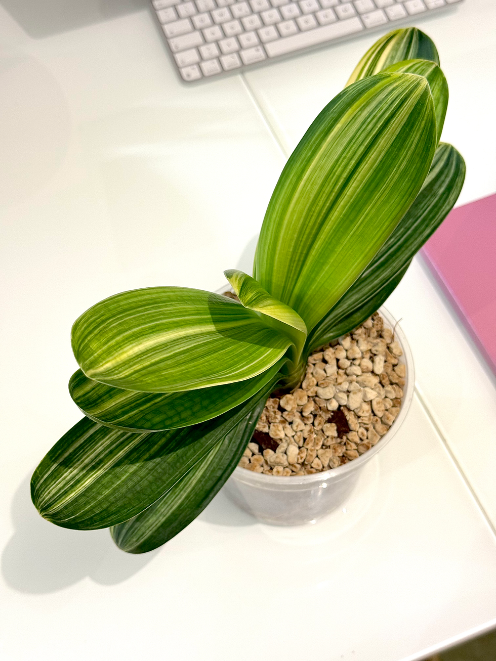 Miniaturbild: Clivia Miniata Variegata | Breite Blätter