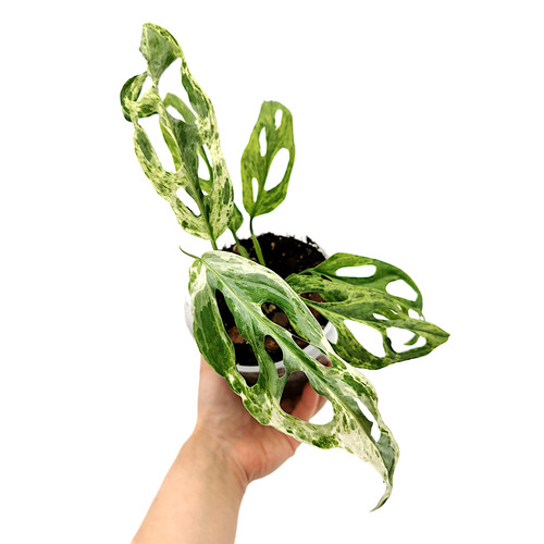 monstera fubodenheizung Monstera am Moosstab  ruuds