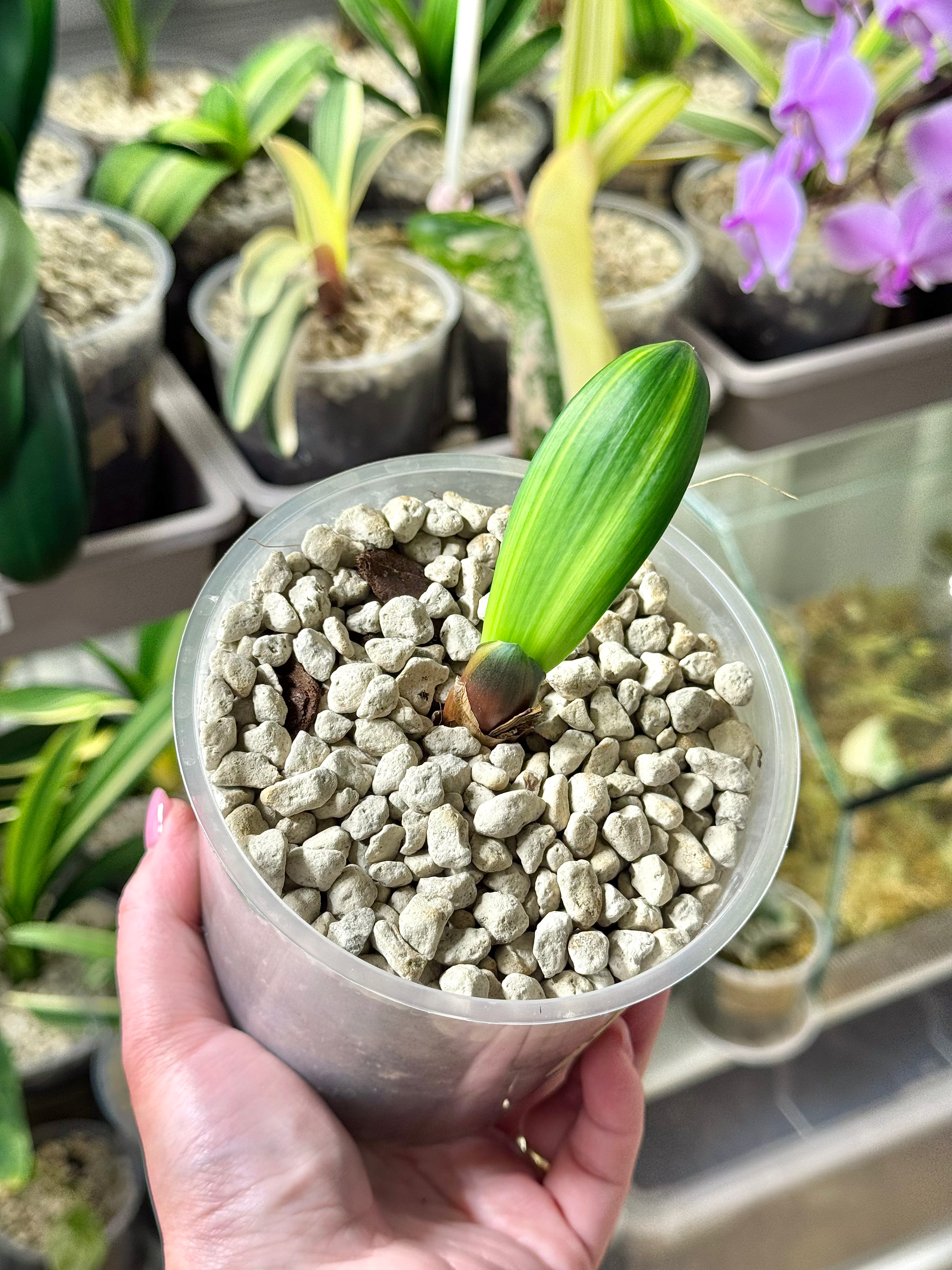 Clivia Miniata Variegata (Orangerote Blüten)