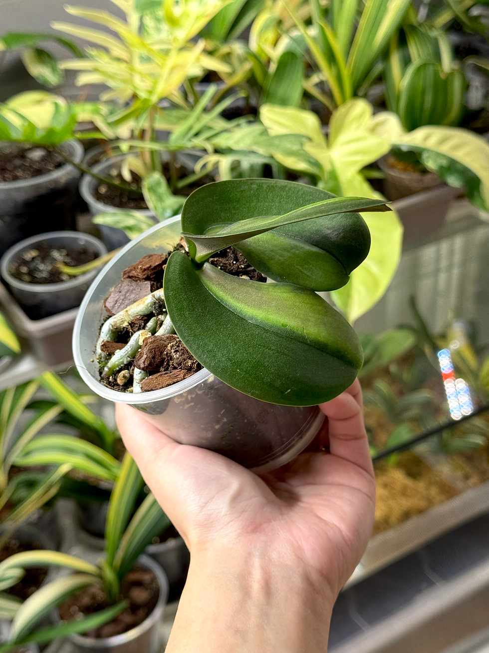 Miniaturbild: Phalaenopsis Sogo Yukidian 'V3' | Variegated Schmetterlingsorchidee | U-förmige Blattmutation