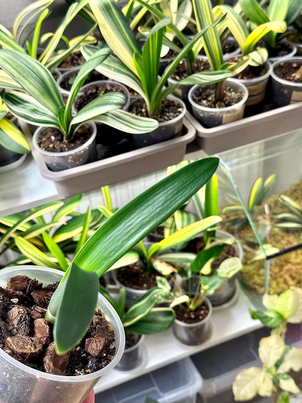 Thumbnail: Clivia (No ID) (Narrow Leaf Form)