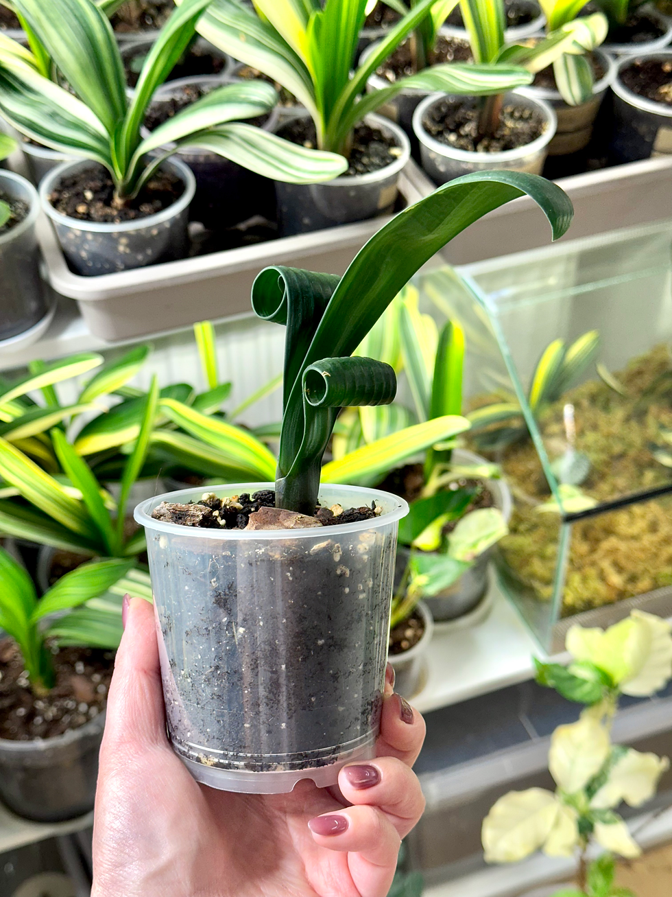 Thumbnail: Clivia Permanent | Rare Natural Curly Leaf Clivia