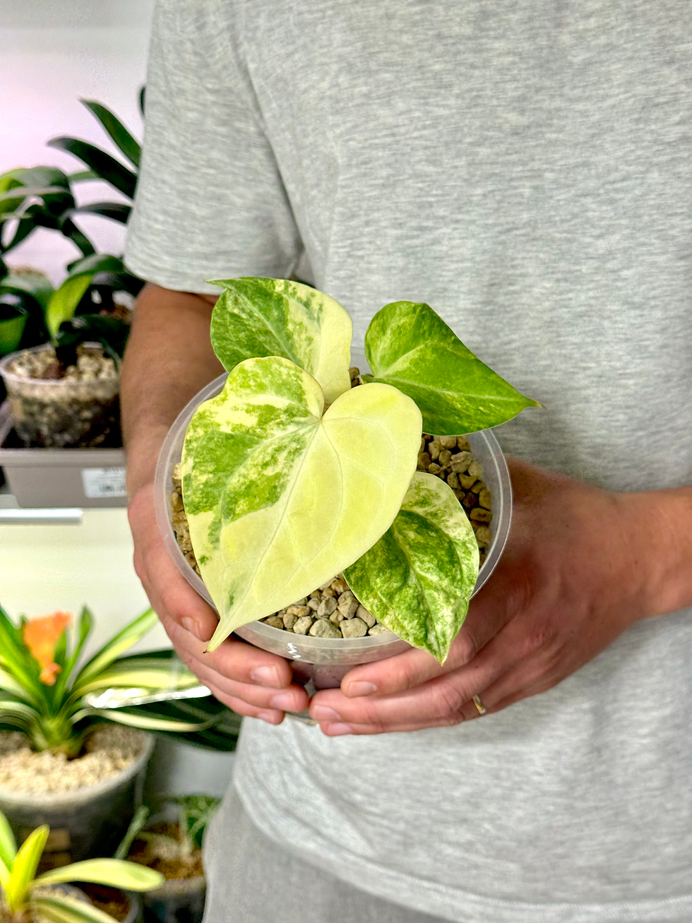 Thumbnail: Anthurium Clarinervium Variegata