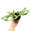 Miniaturbild: Monstera Adansonii Indonesian Marble