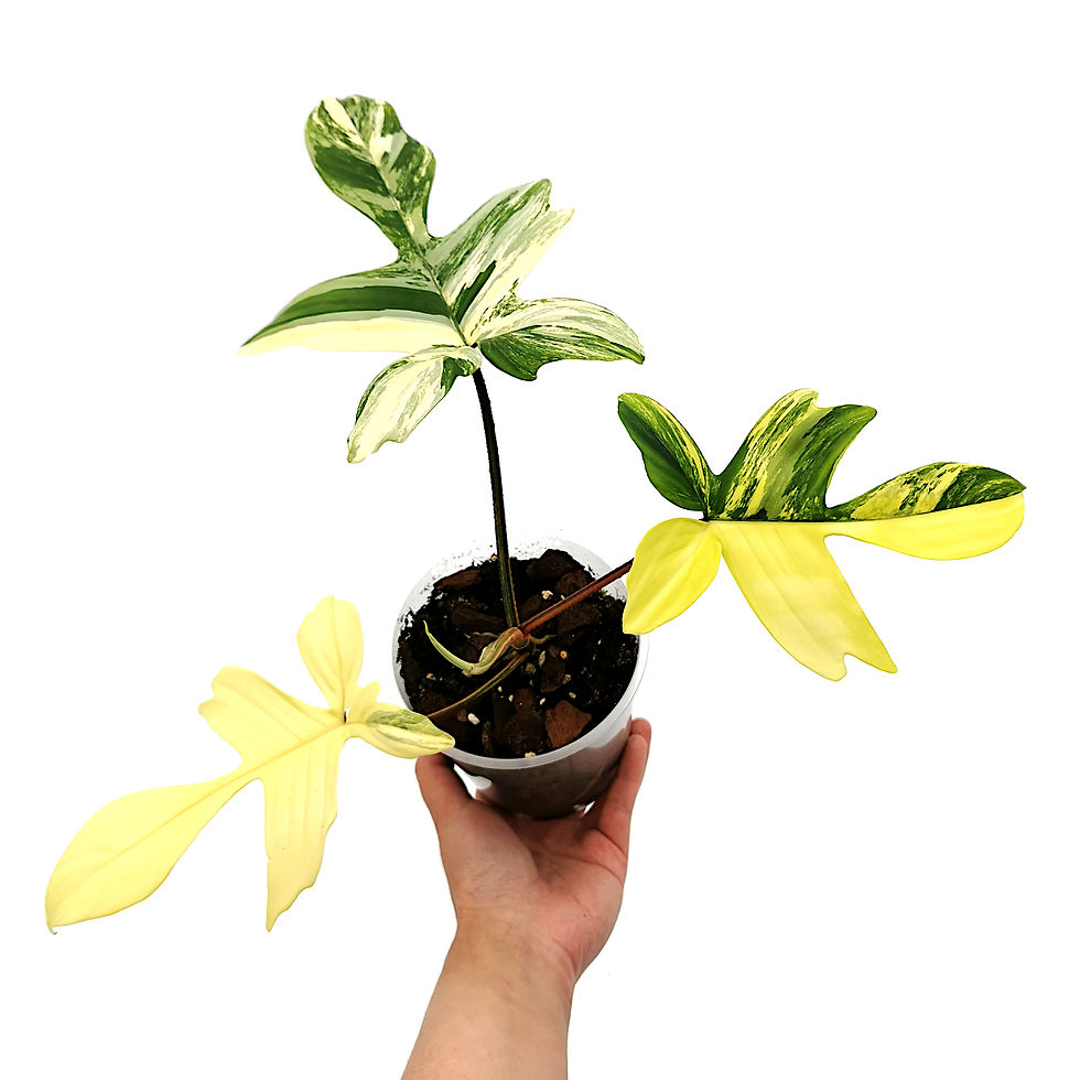 Thumbnail: Philodendron Florida Beauty Variegata