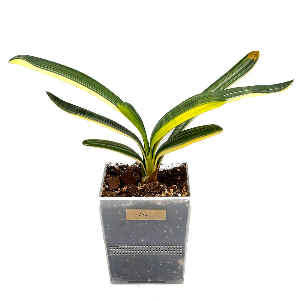 Thumbnail: Clivia Miniata 'Tiger' Variegata (Orange-Red Flowers)