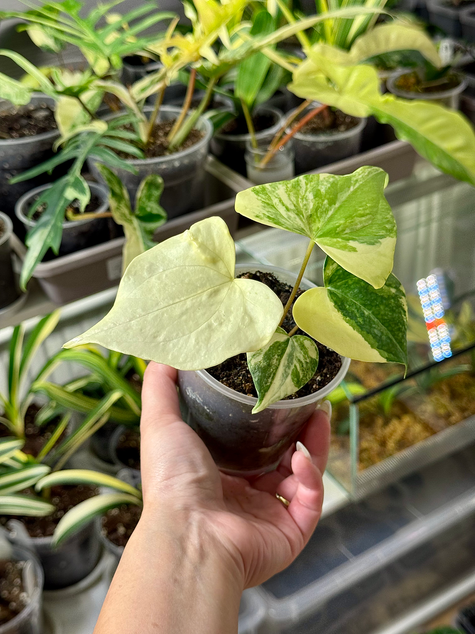 Miniaturbild: Anthurium Pterodactyl Variegata