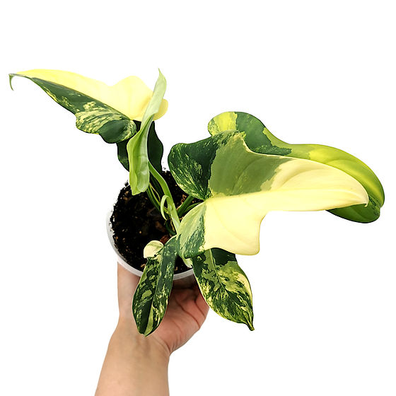 philodendron splash gordon Philodendron scandens 'Cream Splash' | Plants main image 1