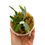 Miniaturbild: Hirschhornfarn Platycerium Willinckii Jade Girl Sporeling