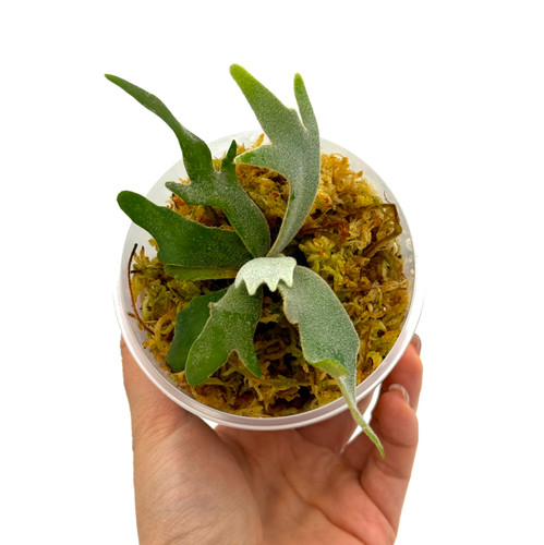 P.willinckii ’Jade Girl’ spore 1224 Platycerium Willinckii Jade Spore Plant | Rare Indoor Find