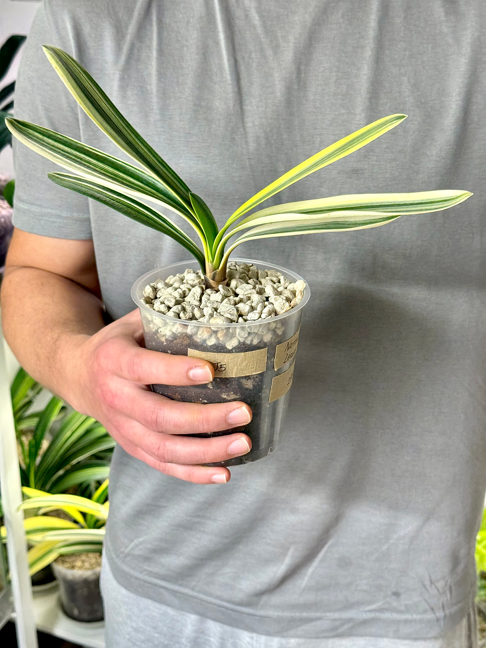 Thumbnail: Clivia Miniata Variegata | Narrow Leaf Form