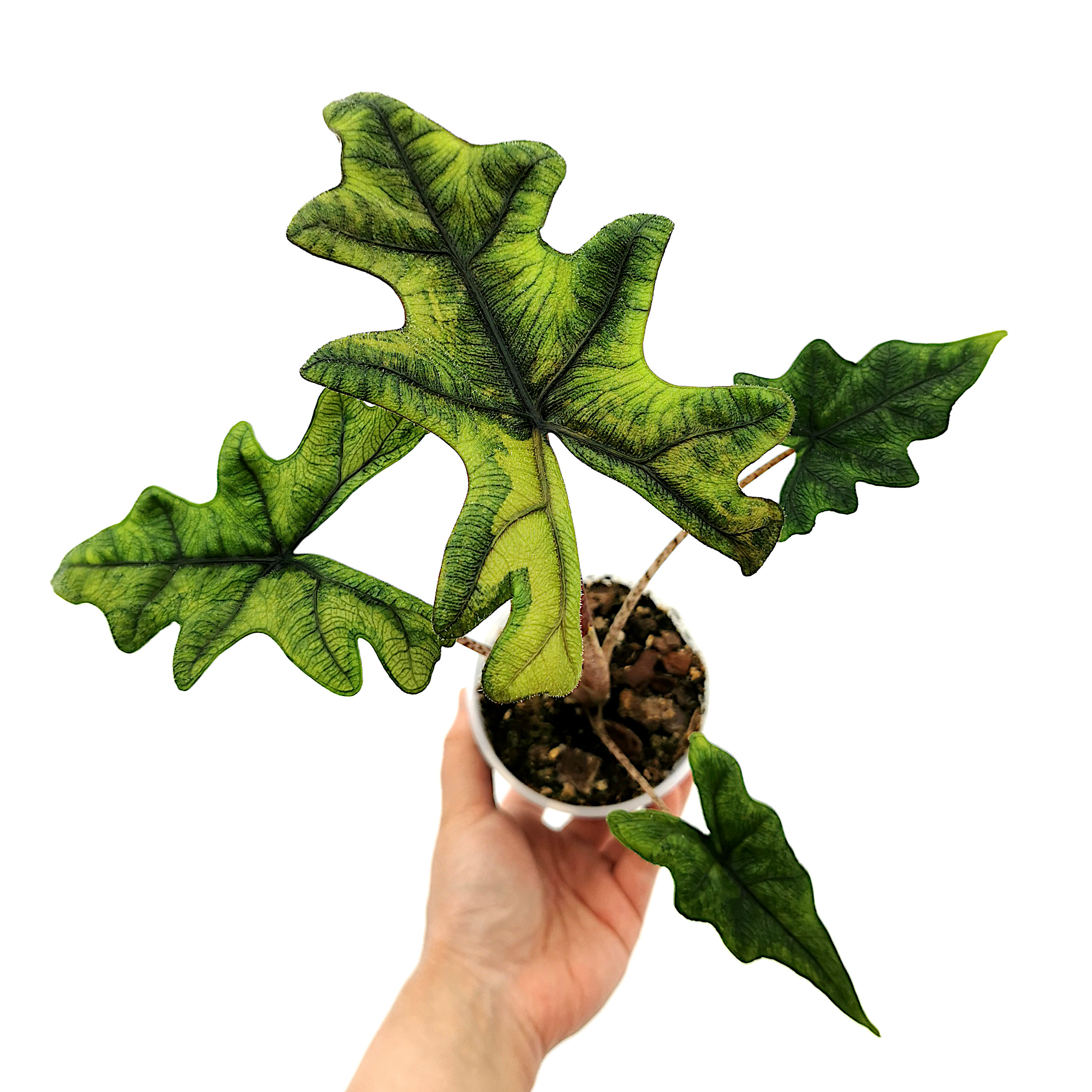 Alocasia Jacklyn Aurea Variegata