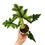 Miniaturbild: Alocasia Jacklyn Aurea Variegata
