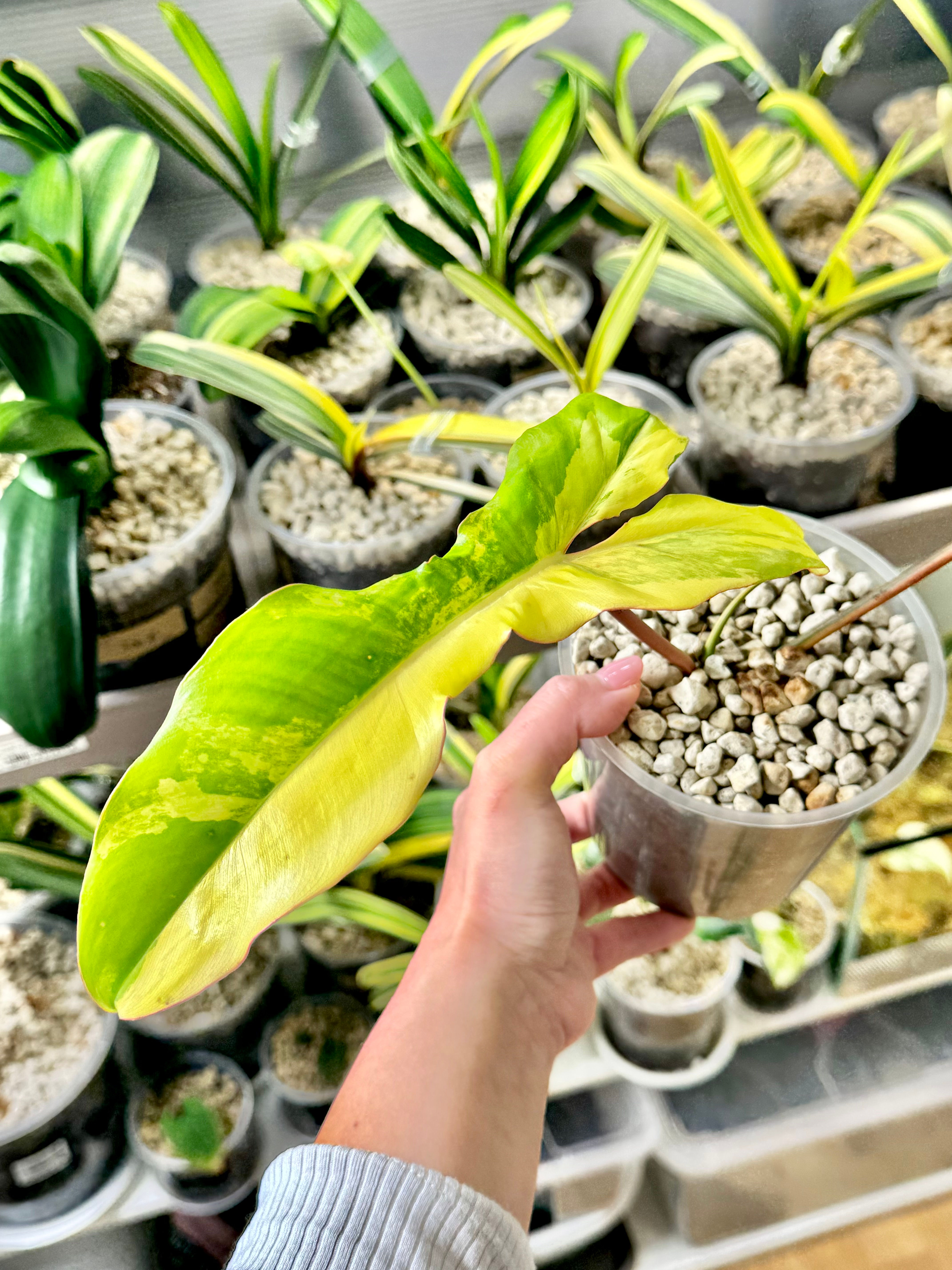 Philodendron Florida Beauty x Paraiso Verde Variegata