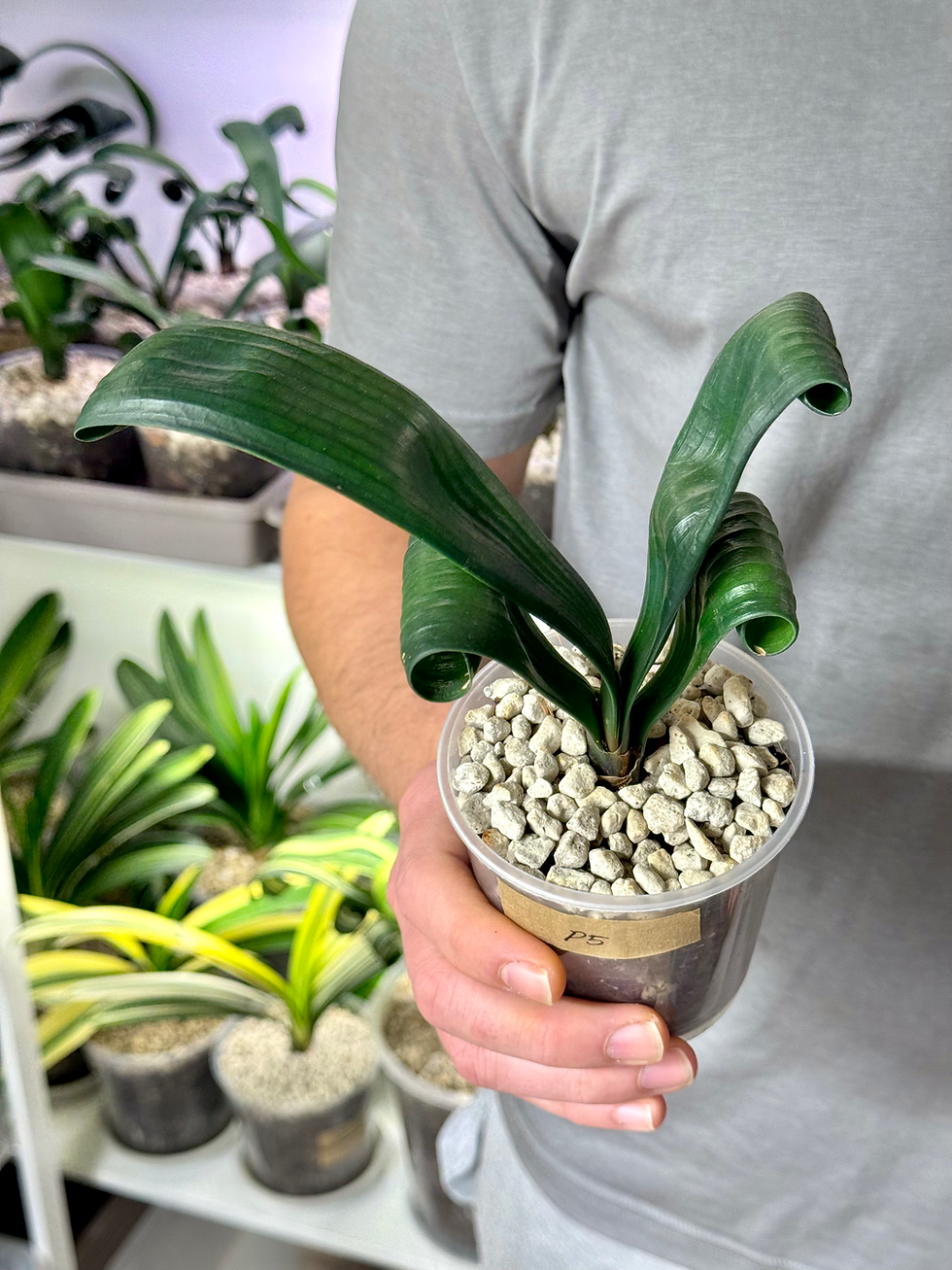 Miniaturbild: Clivia Permanent | Seltene Clivia mit natürlich gekräuselten Blättern