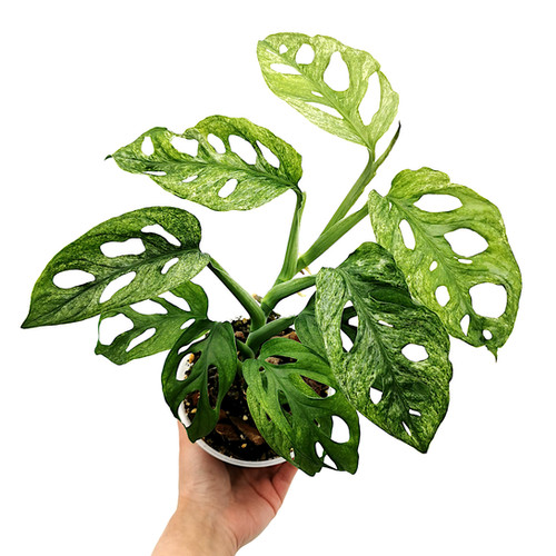 Monstera Adansonii Mint Europe / European Mint | Kern Plants