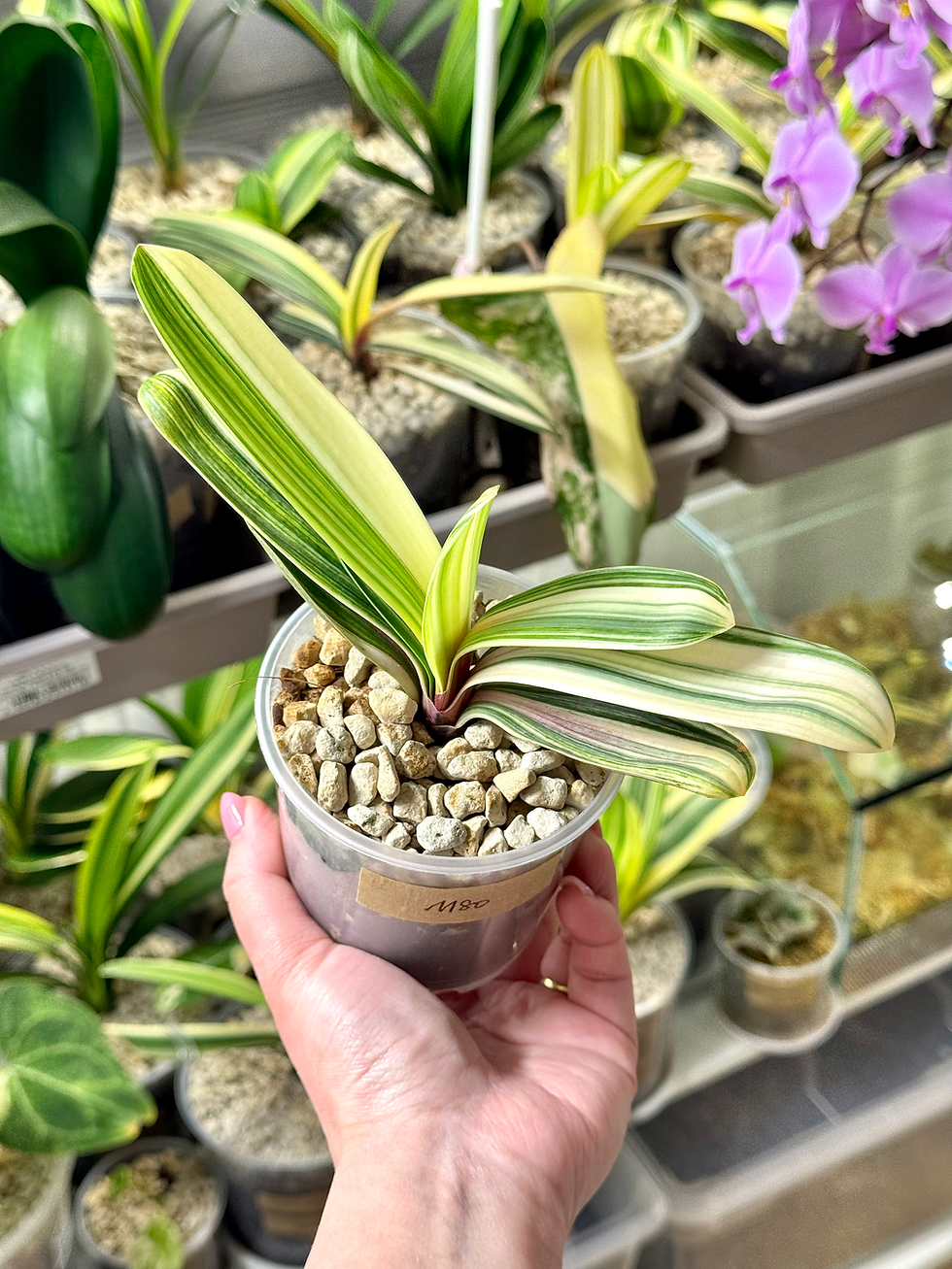 Miniaturbild: Clivia Miniata Variegata | Zwergform