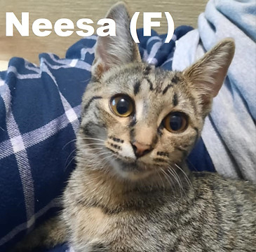 neesa.jpg