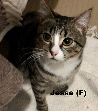 jesse mery4.jpg