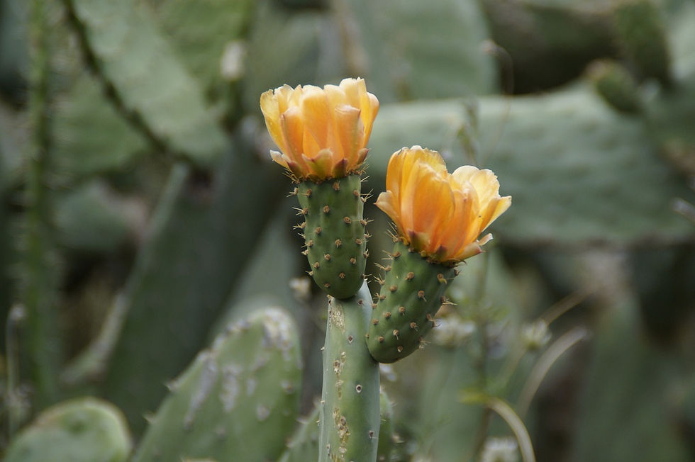cactus-g71a1fa70d_1280.jpg