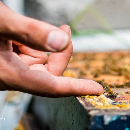 #savethebees | Michigan Bee Farm | Bee Hippie