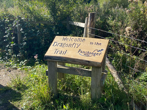 Delving into Dragonflies