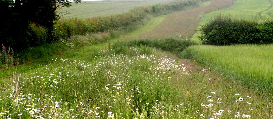 Free Countryside Stewardship On-Line Advice